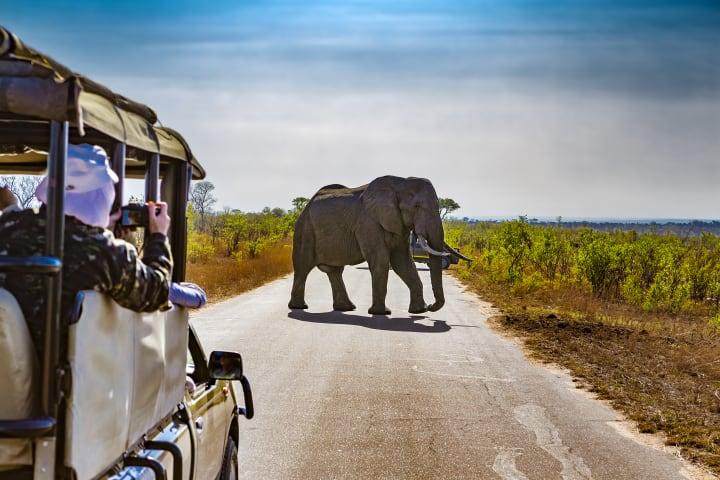 Halbtägige Safari im Krüger Nationalpark thumbnail