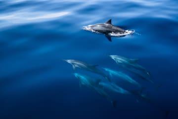 Delfin- & Whale Watching in der Bucht von Hermanus thumbnail