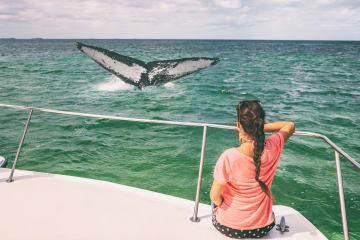 Delfin- & Wal-Watching auf dem Katamaran thumbnail