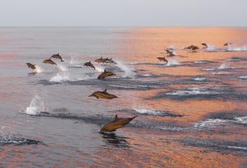 Sonnenuntergangs-Tour mit Delfin-Watching thumbnail