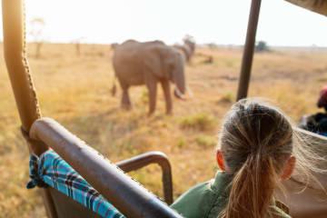 Ganztägige Safari durch den Addo Elephant Nationalpark thumbnail