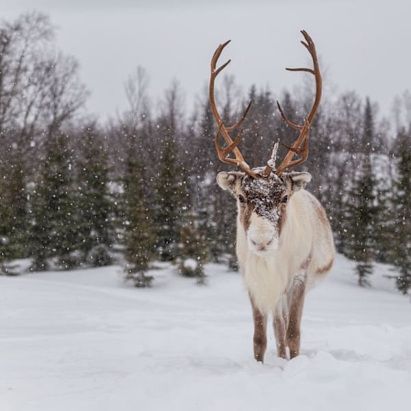 Finnland Signature: Polar Lights im Nature Igloo