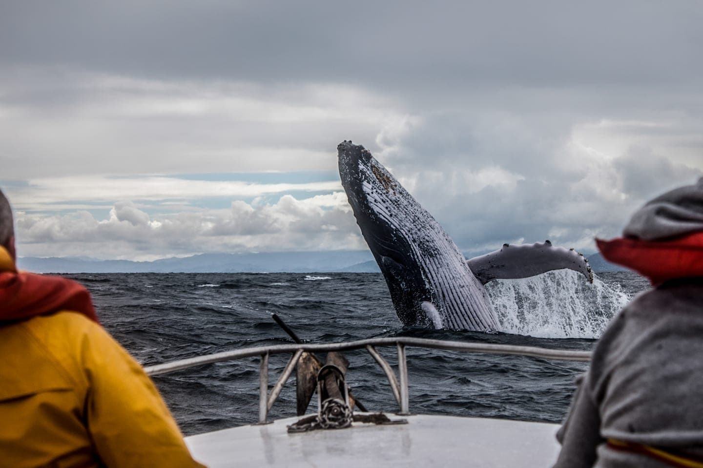 Whale-Watching in der Bucht von Hermanus thumbnail