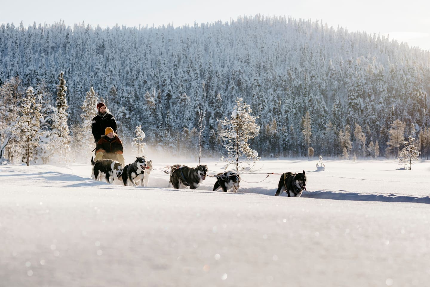 Husky-Schlittenfahrt durch die Wildnis thumbnail