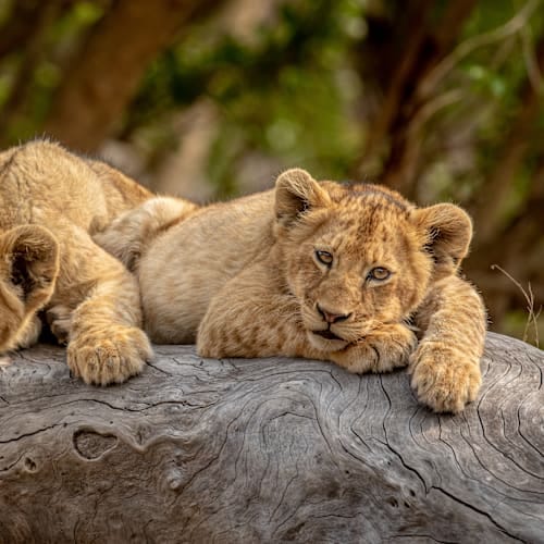 All around South Africa: Vom Kap zur Krüger-Safari